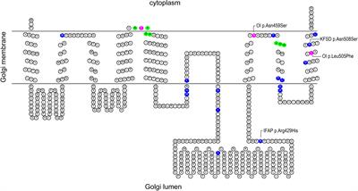 Omics Profiling of S2P Mutant Fibroblasts as a Mean to Unravel the Pathomechanism and Molecular Signatures of X-Linked MBTPS2 Osteogenesis Imperfecta